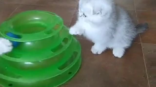 Cute kittens are playing