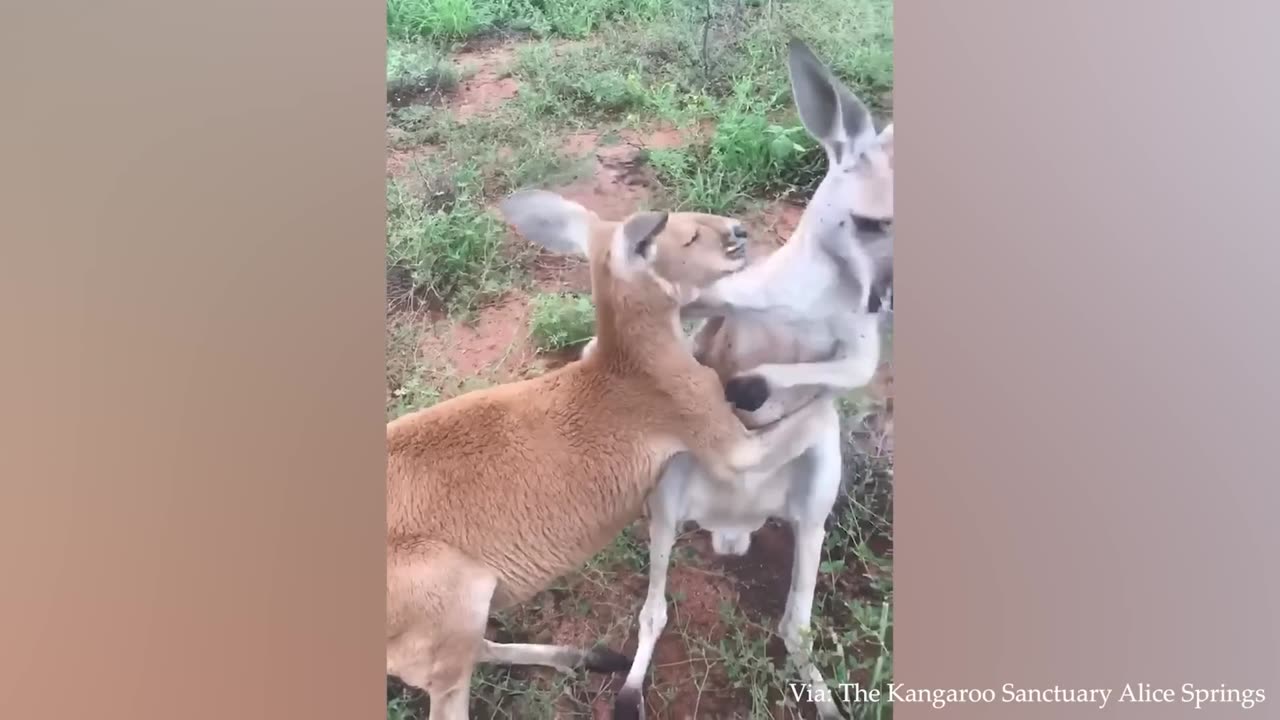 The Worlds Most Unexpected Animal Friendships Animal 2023