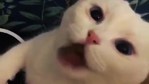 crazy dogs and funny cats