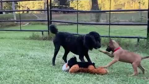 Malinois and Poodle wrestling with toy