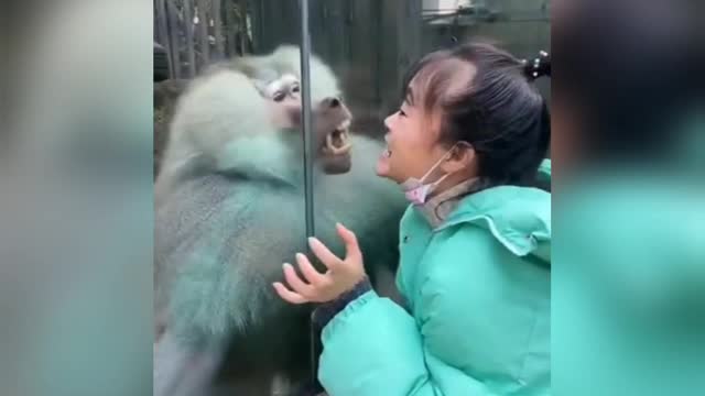 Funny monkey😆 tiktok video# shorts#monkey# tiktok