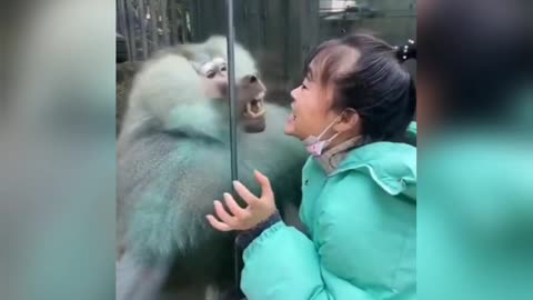 Funny monkey😆 tiktok video# shorts#monkey# tiktok