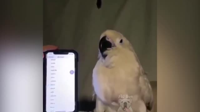 lovely parrot is dancing like crazy on tune