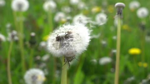 Pillow flower nature windy live