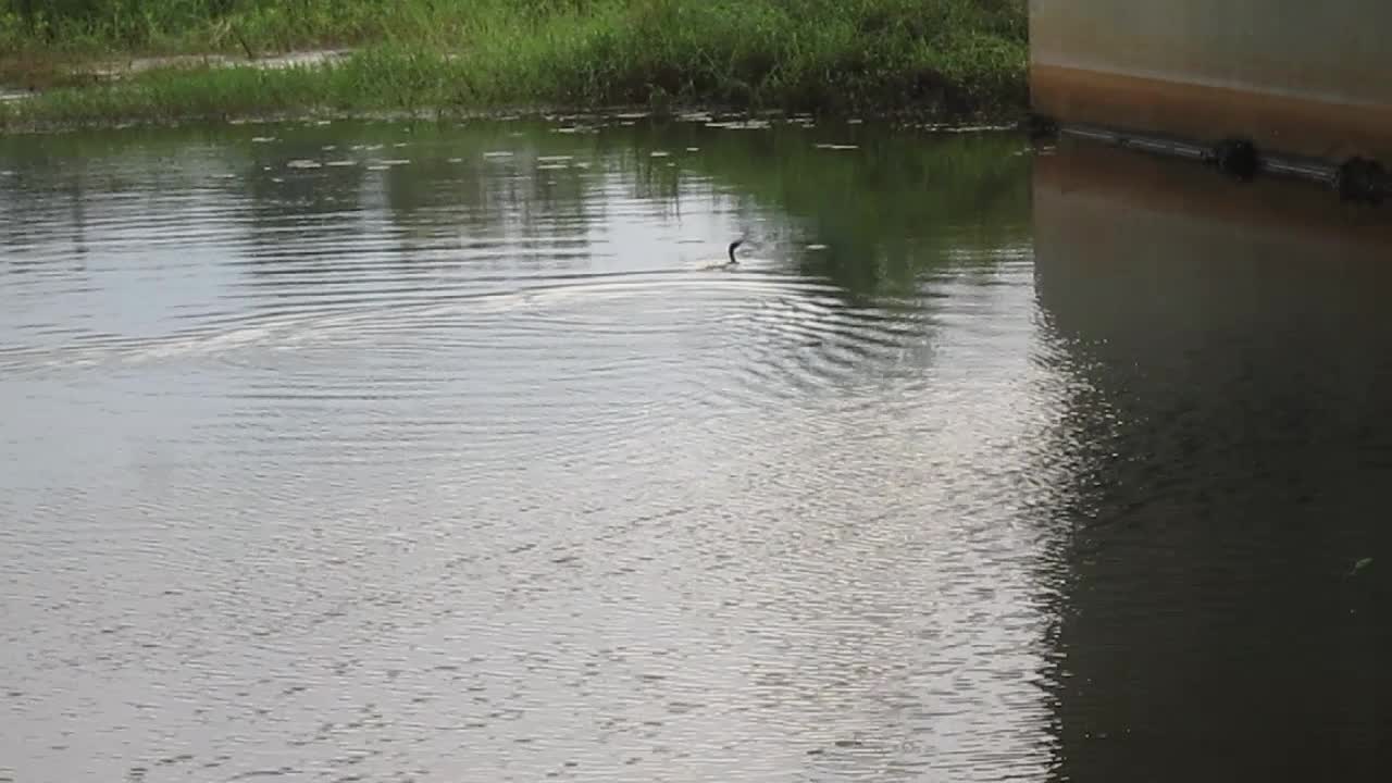 Little cormorant