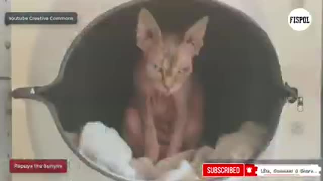 Types of Cute Adorable Cats