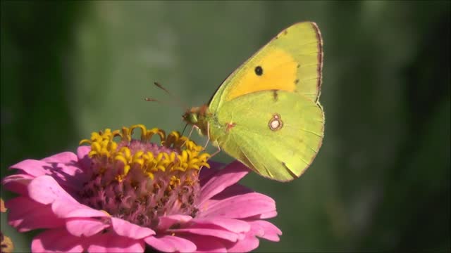 Yellow butterfly on nature