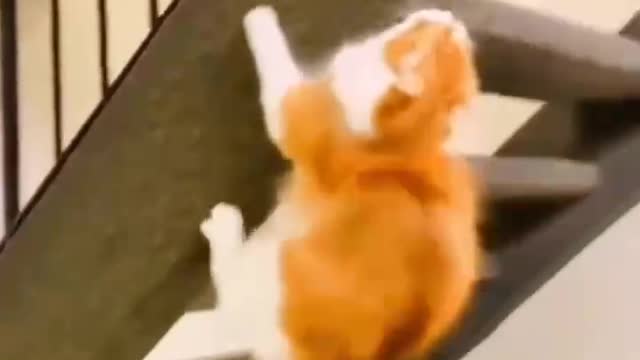 Kung Fu cat collection