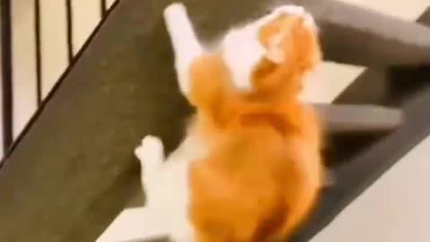 Kung Fu cat collection