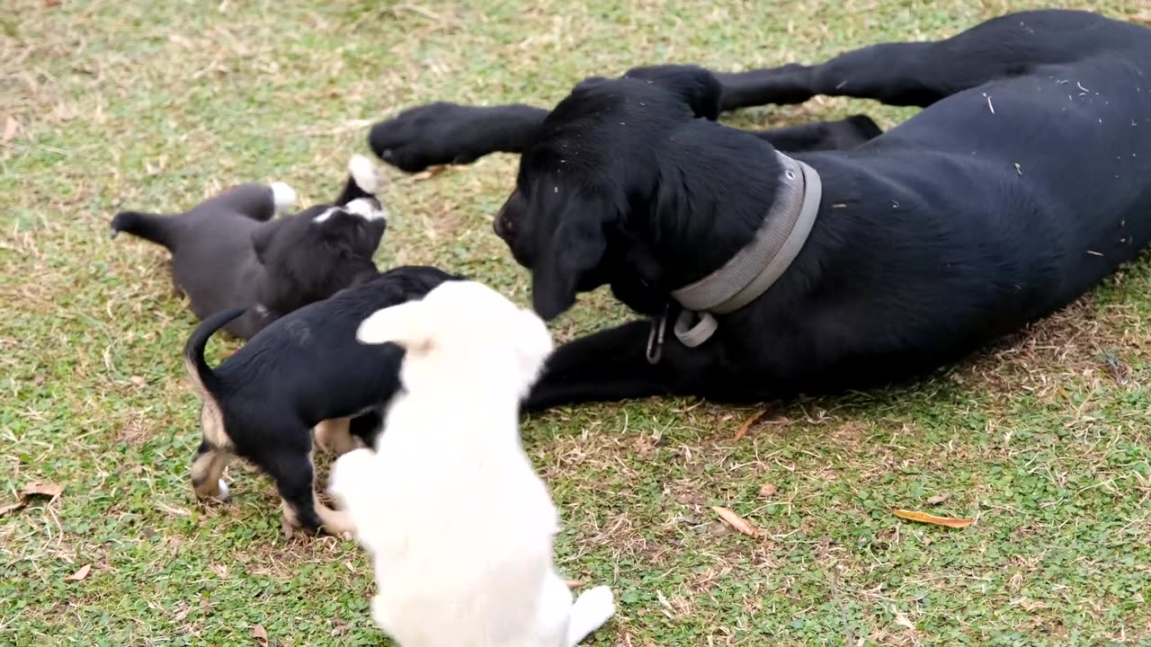 puppies with their mother