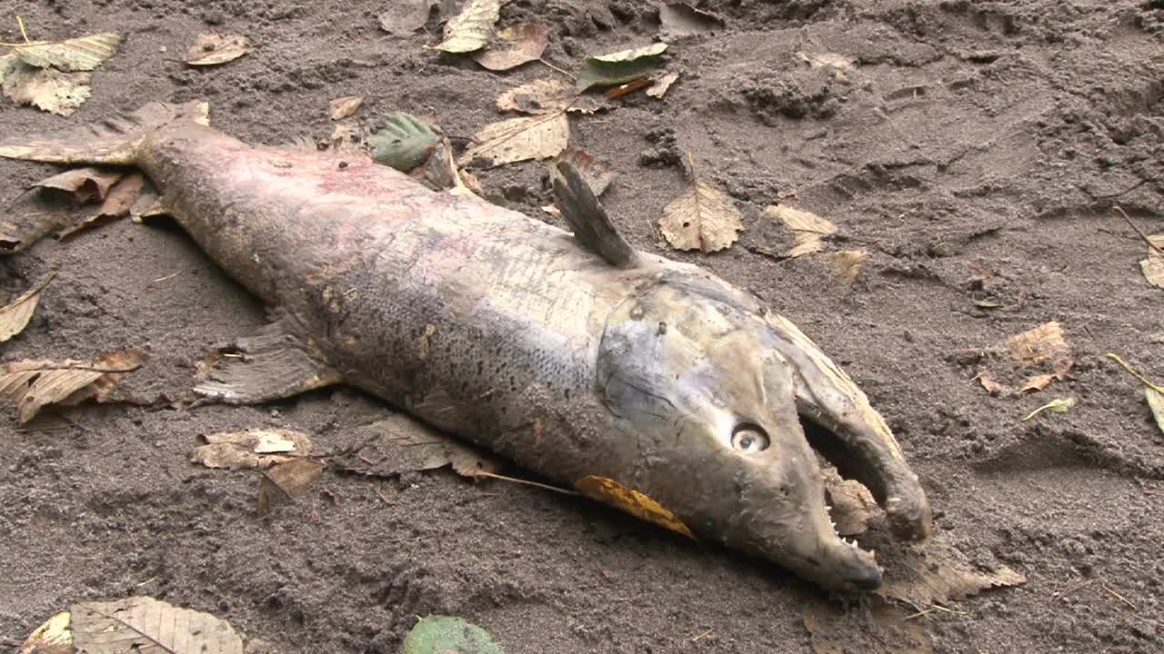 Adult Salmon Dead On Shore