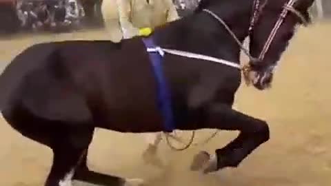 Dance horse