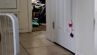 My cat can fetch.