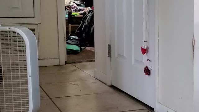 My cat can fetch.