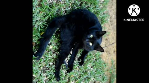 Nice cat