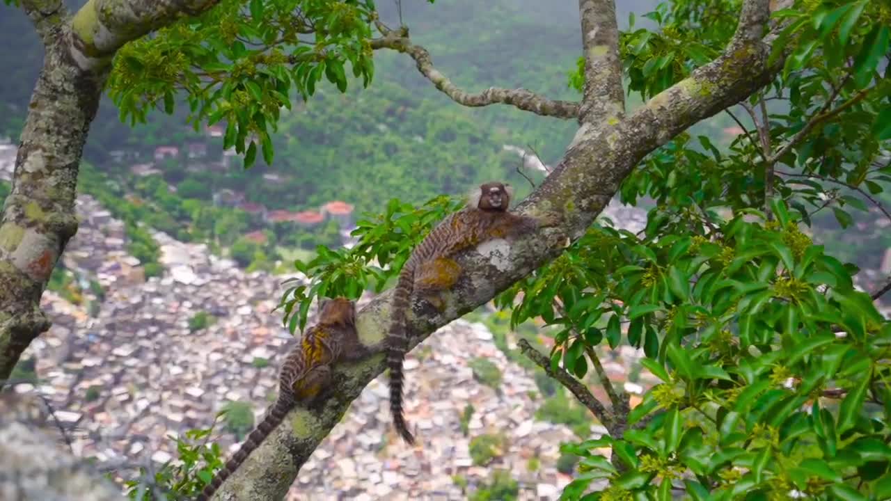 Wild animals