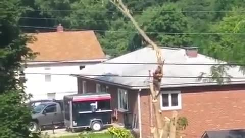 Tree Cutting Gone Terribly Wrong | Man Fell off the Tree