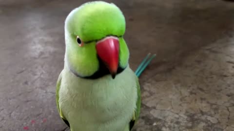 funny taking parrot