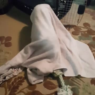 Pequeño cachorro batalla por escapar de una toalla de baño