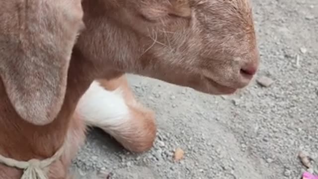 6.Close Up Video of a Goat Chewing