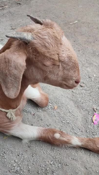 6.Close Up Video of a Goat Chewing