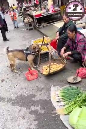 Trained 🐕🐶🐕