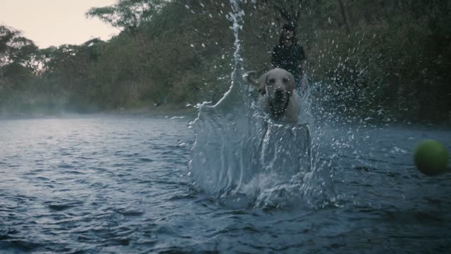 Dog catch the ball in the river