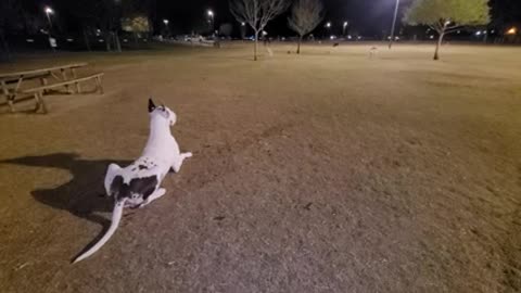 Great Dane Love Heartbreaker Attacked at the Dog Park