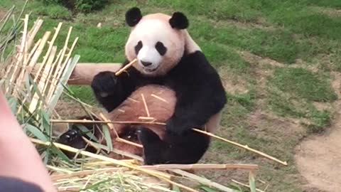 Panda is eating