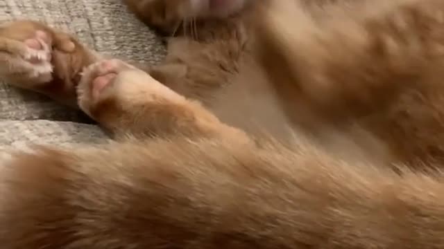 This Cat's Foot Seem to be Confused