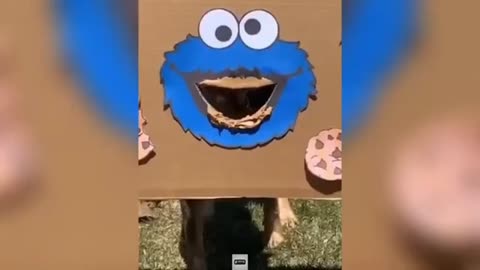 Funny cats and dogs 2024