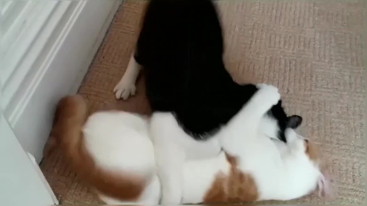 Epic Cat Fight