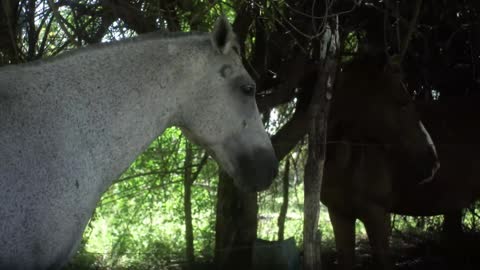 Horses in a rainforest_batch