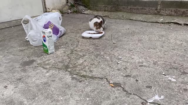 Cute and Funny Cat Videos😸-Feeding Stray Cats