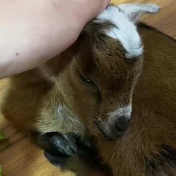 Reunited and it feels so good! This rescued baby goat is back where she belongs 🌟