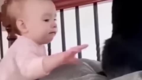 Funny animal videos of the day 🐕😂