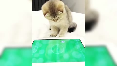 Cute Cat Compilation