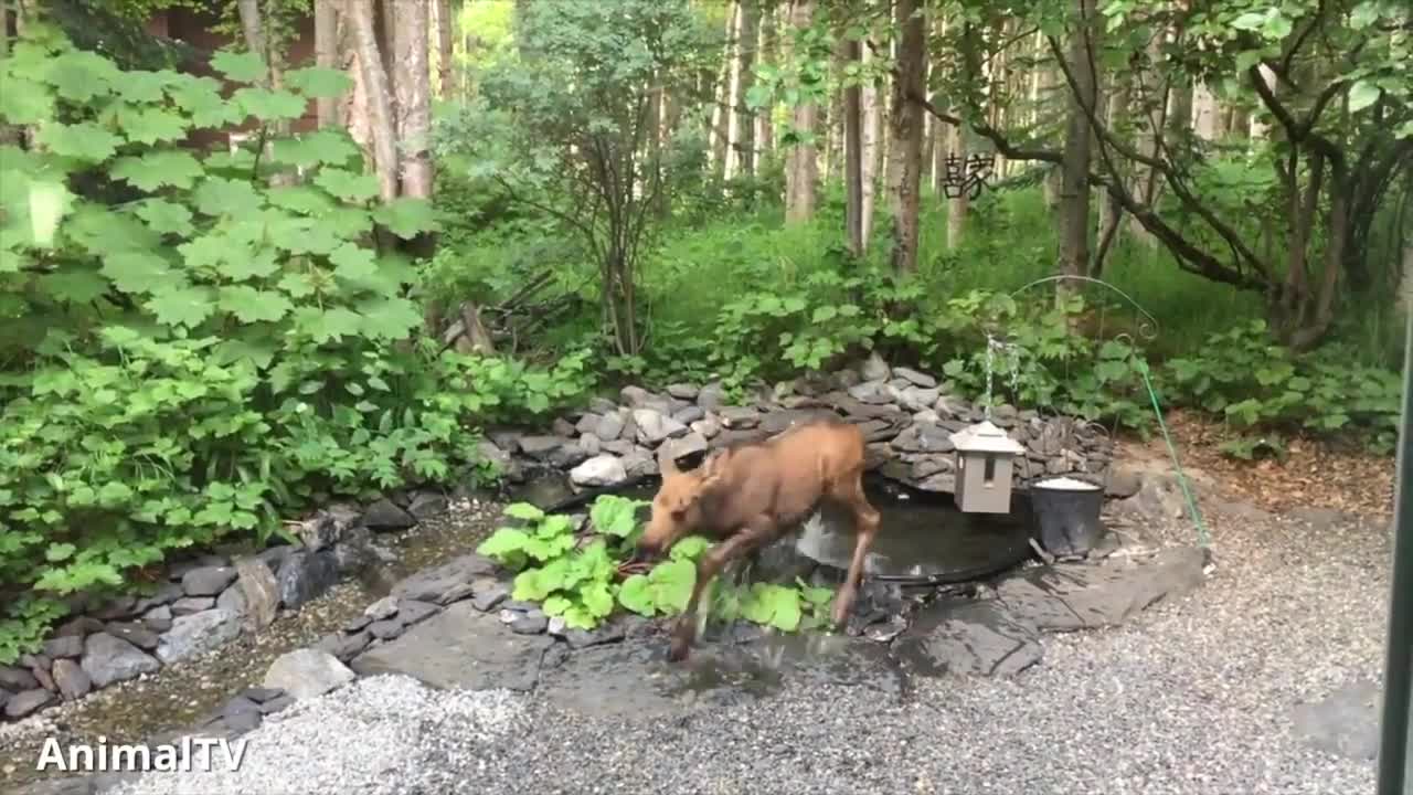 Baby Moose Compilation Cute