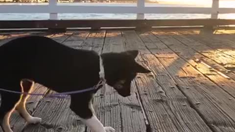 Black german shepherd puppy realizes standing above water