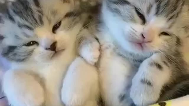 Cute beauty little pet cat babys