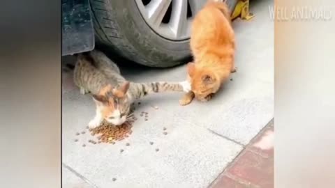 Funny cats try not to laugh 😂