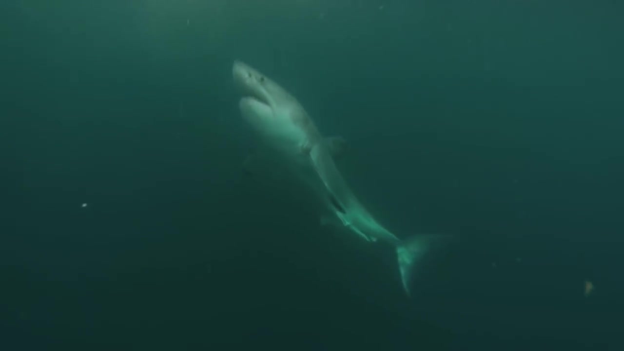 Great White Shark Scares Scuba Diver