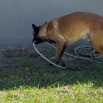 Dogs Help Clean Porch #smartdog #belgianmalinois #dog