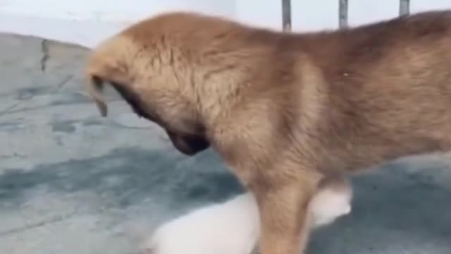 How cute, Puppy and Kitten playing