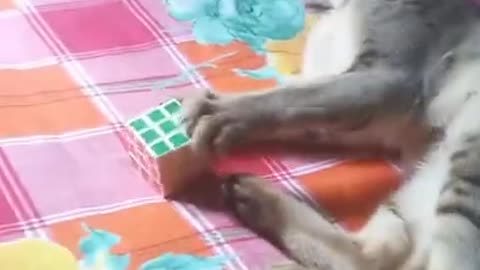 When Cat Play Rubik's Cube