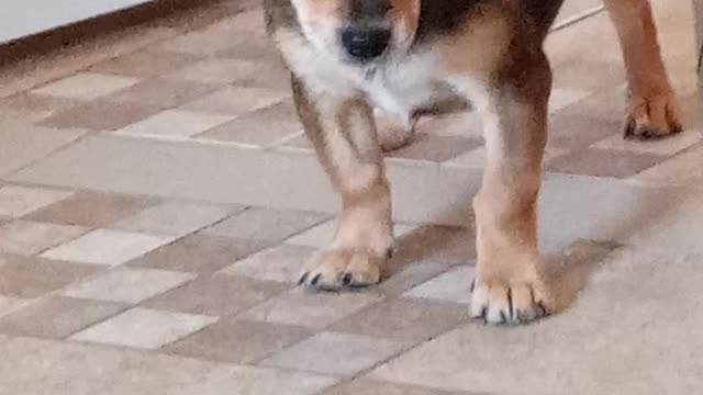 my dog ​​playing with beyblade