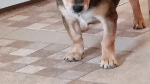 my dog ​​playing with beyblade