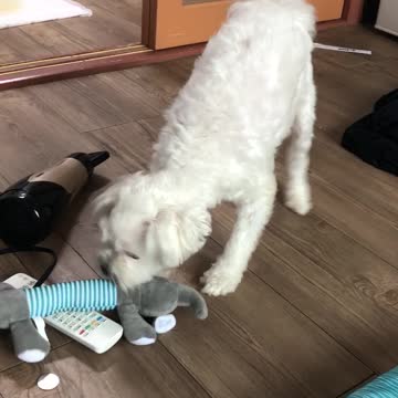 Cute puppy pretending to be very brave