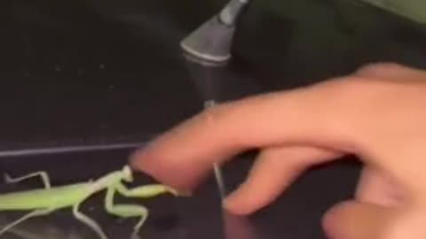 Praying mantis has had enough of this human👏🏽