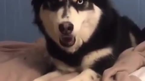 Funny dog reacts #shorts #trending #viral #dog